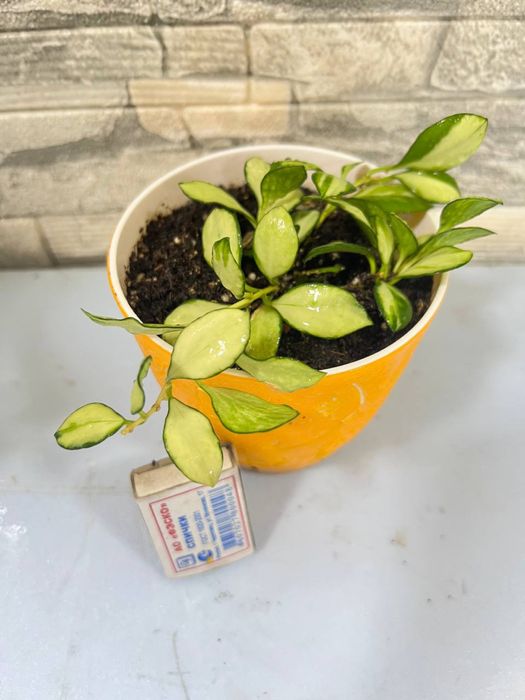 Продается хоя хешкилиана и альбомаргината