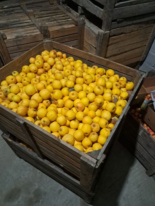 Vând mere Romanesti