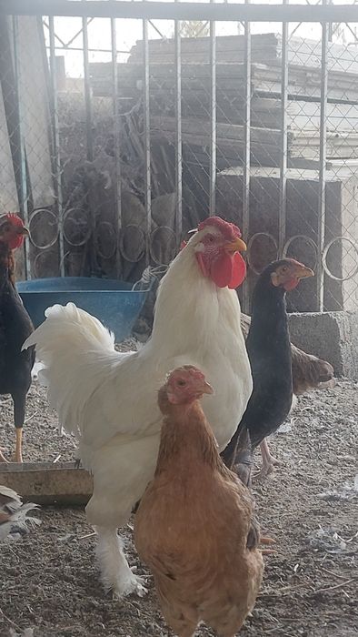 Tovuq va xorozlar sotiladi