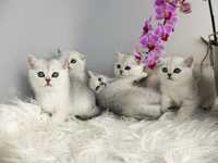 Британски котета - сребърна чинчила