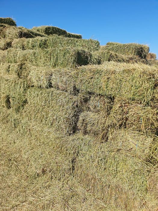 Baloți lucernă și fân