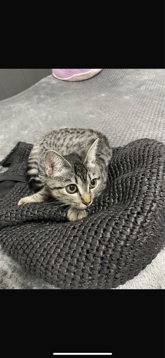 Отдадим котенка в хорошие руки