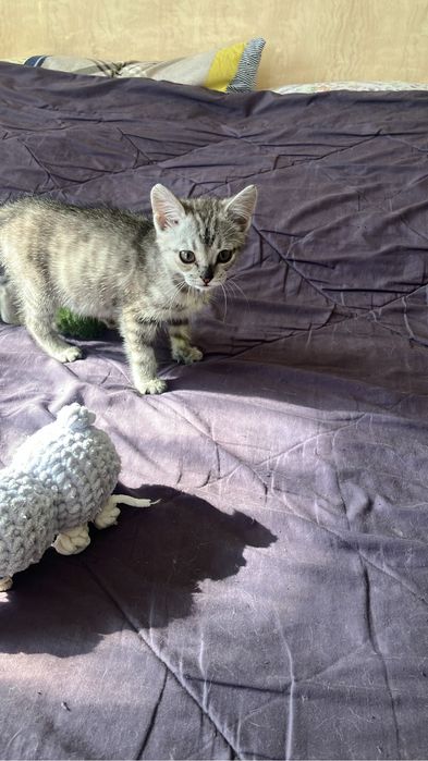 Отдам в хорошие руки котенка , девочка, подкидышь!