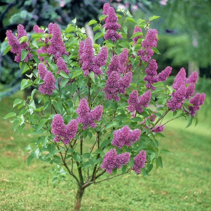 Liliac Intens Parfumat (Toate Culorile Dispinibile )