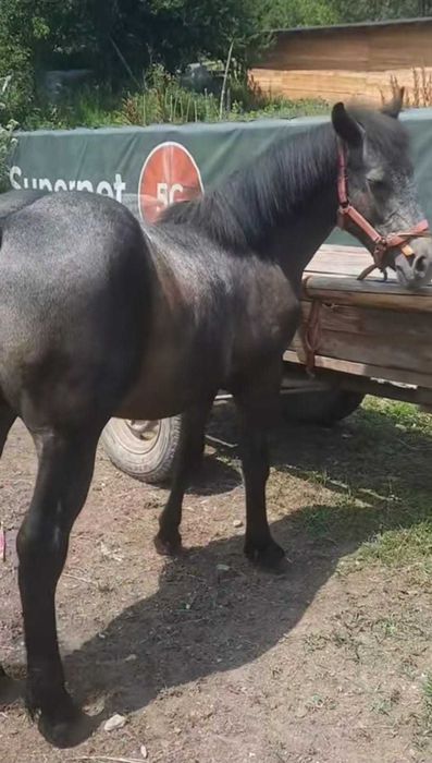 Vând cârlan ,vârstă 1 an