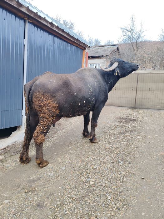 Vând bivolița tânără