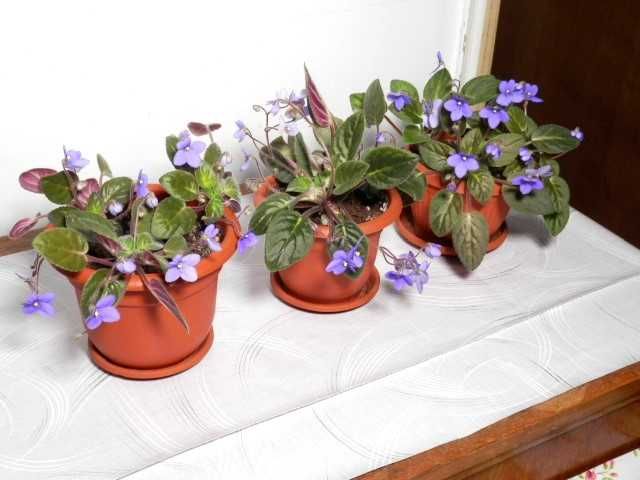 Violete de Parma mov, curgătoare, roz, albastră și albastru cu alb