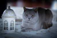 Motan British shorthair