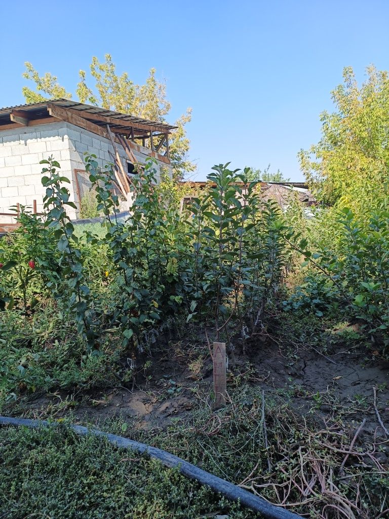Продаются саженцы плодовых деревьев