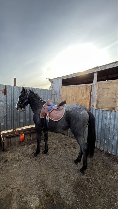 Ағылшын байтал! Срочно полкров сатылады