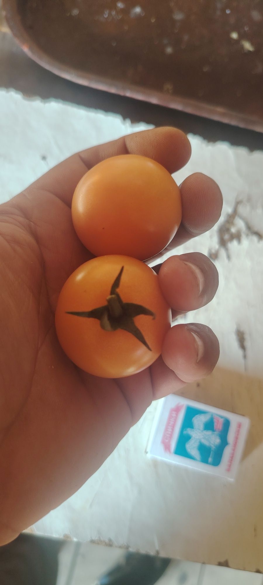 Помидор для соления