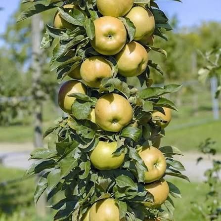 Măr columnar polka la ghiveci