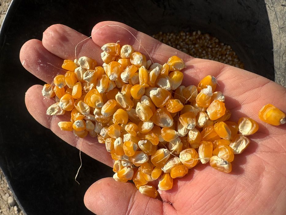 Sămânță porumb zaharat