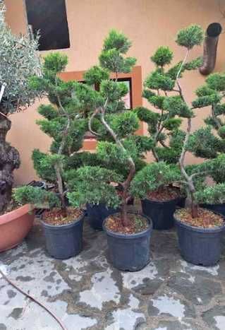 Orice tip de plantă ornamentală, direct de la producător