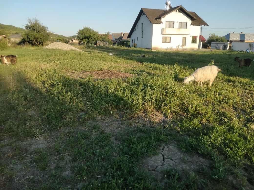 Vând 5 capre  nu sunt de rasa