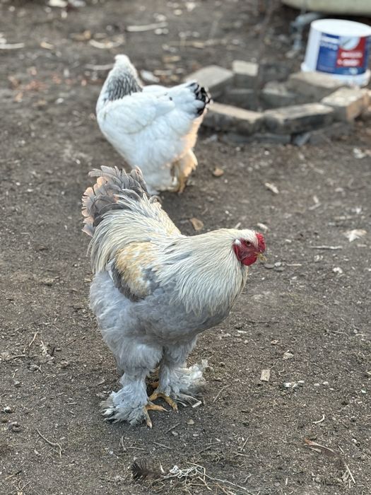 Брама изабелла, брама светлая, брама золотистая