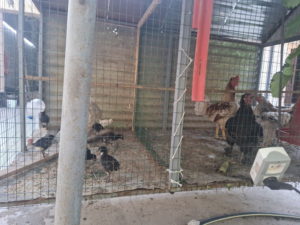 Tovuqlar sotiladi. Katagi bilan