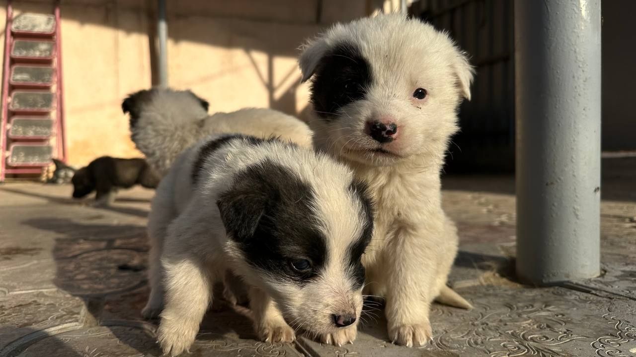 Щенки красивые 1 месяц