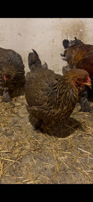 Găini brahma potârnichiu