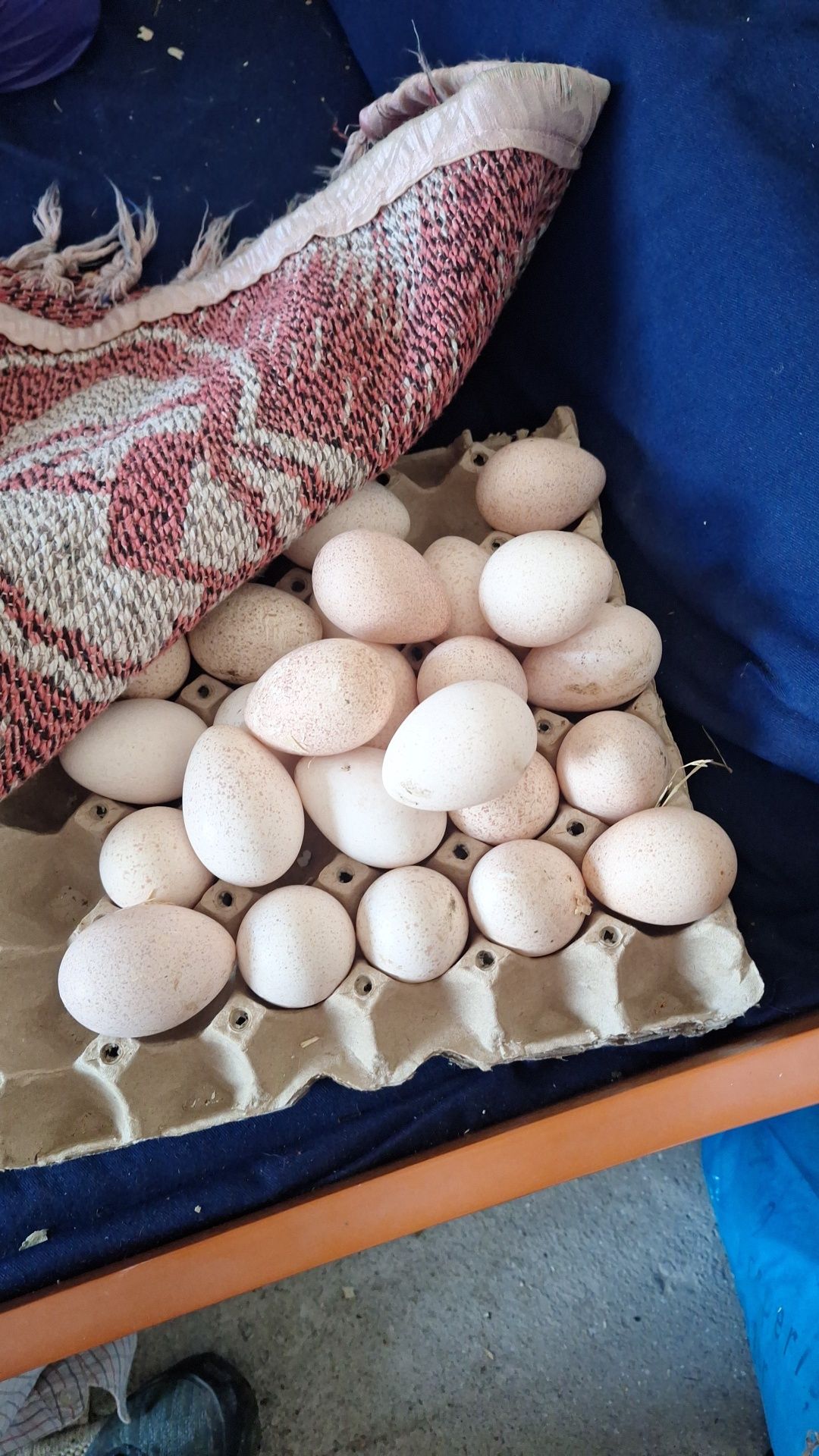 Ouă  de curca de casă