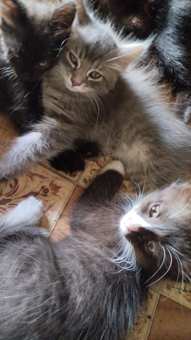 Отдам котят в Добрые руки