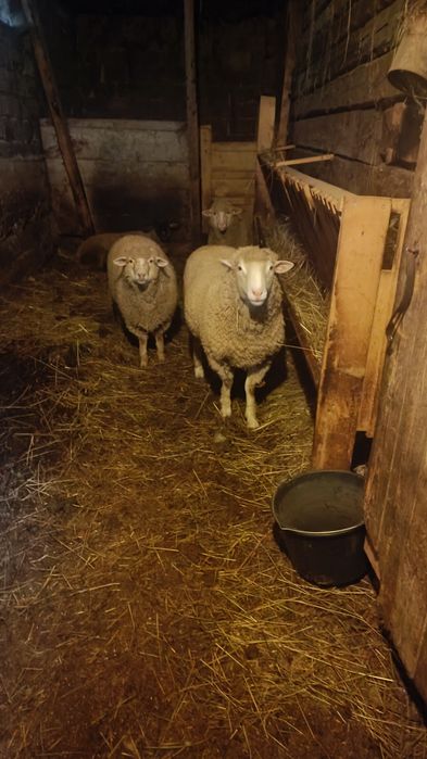 Vând berbec rasa il de France ,vârstă 1 an