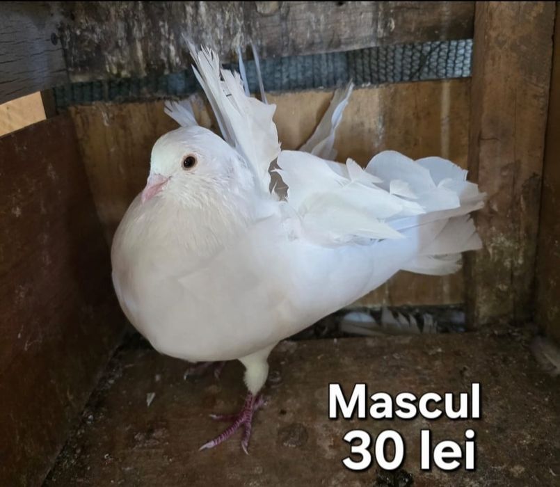 Porumbei diferite rase