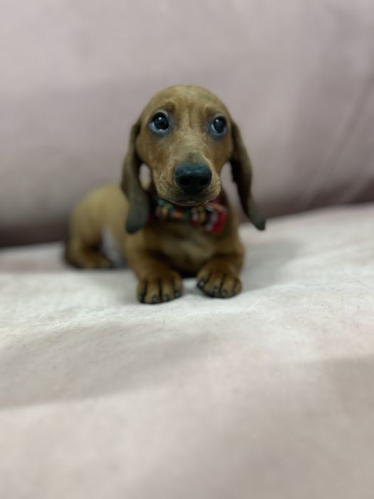 Mascul teckel miniatura cu Pedigree Fci