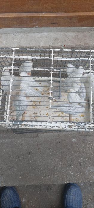 Canari Opali perechi