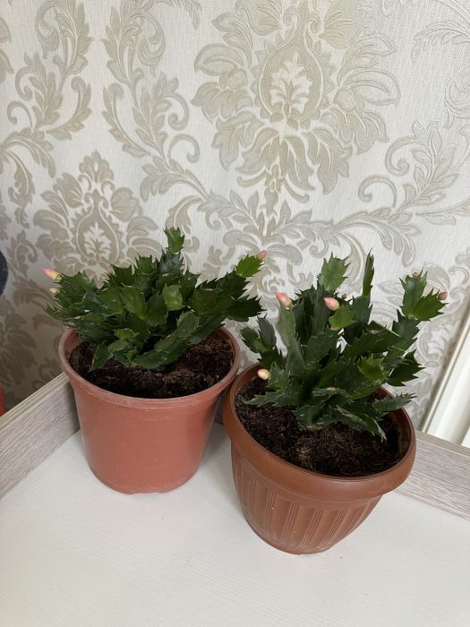 Шлюмбергера декабрист