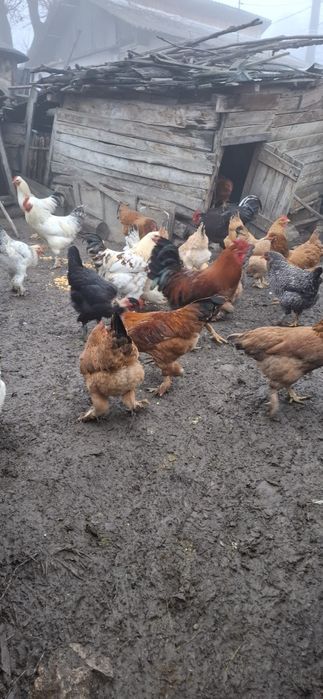 Vând găini si cocoși