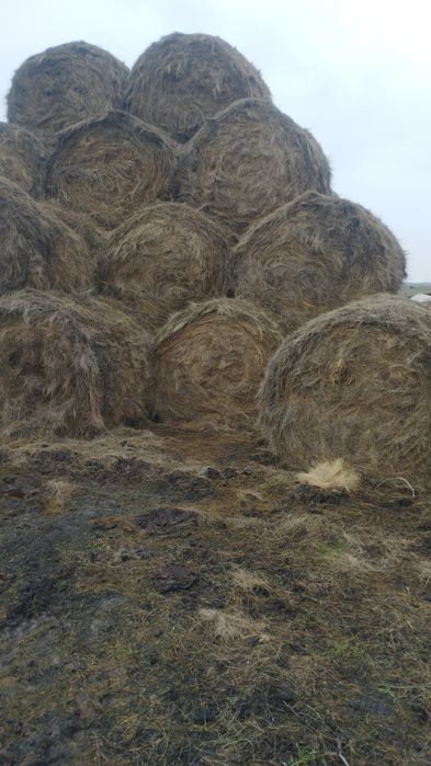 Продам сено в рулоннах