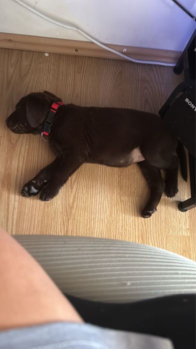 Vand Labrator retriever Ciocolatiu