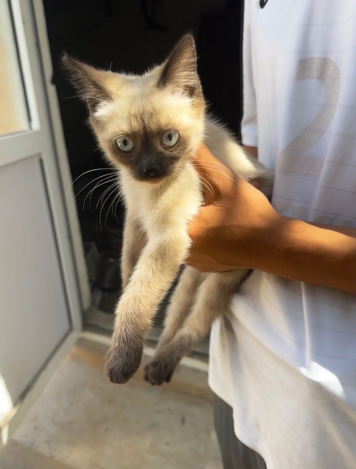Сиамская кошка продается
