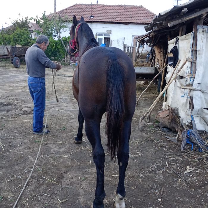 Armăsar de vânzare