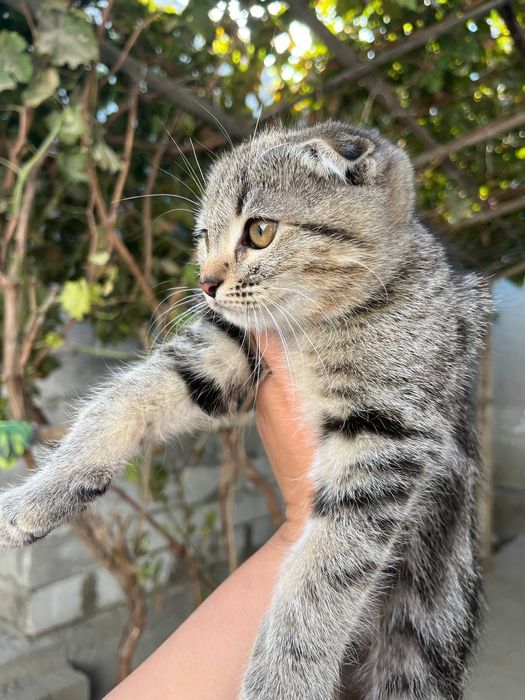 Вислаузхая кошка