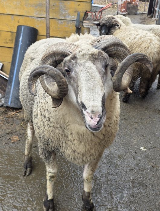 Berbec carabas de vânzare