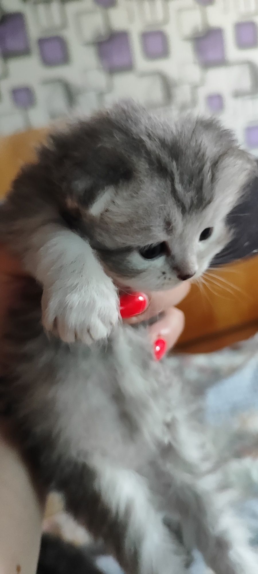 Сибирски  котета