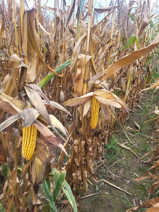 Vand porumb produtie 2025