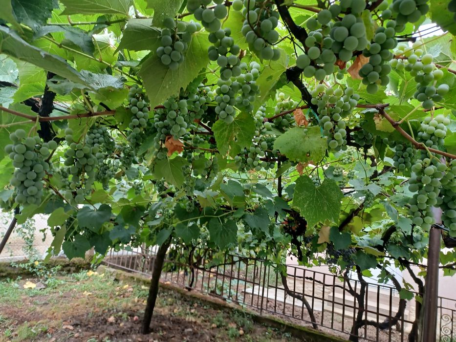 Vand struguri pentru vin