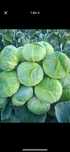 Varza de vânzare 1,3lei/kg