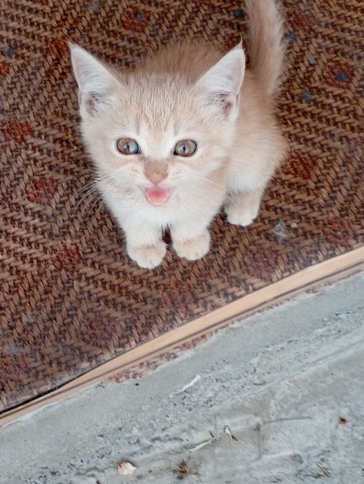 Котята британской породы