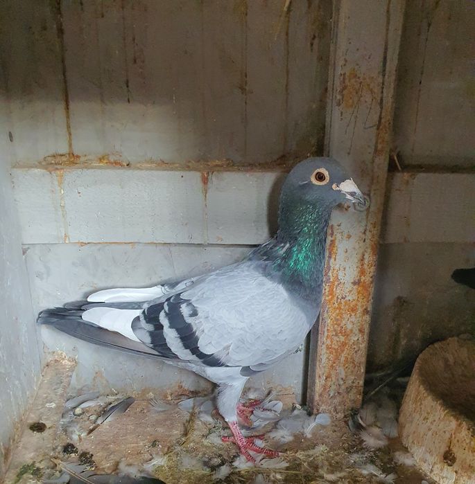 Porumbei fond maraton