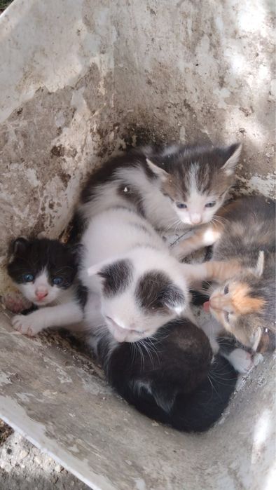 Adoptii pisici Bolintin Deal