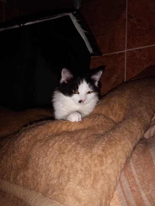 Pisicuți spre adopție