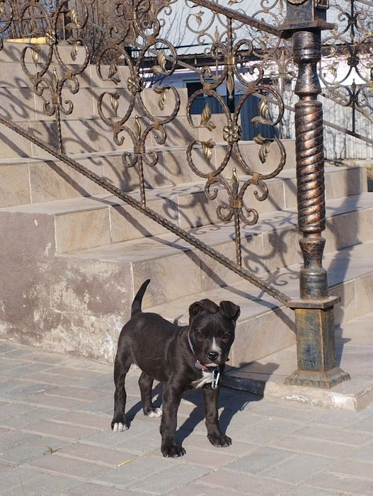 Продам щенка питбуля