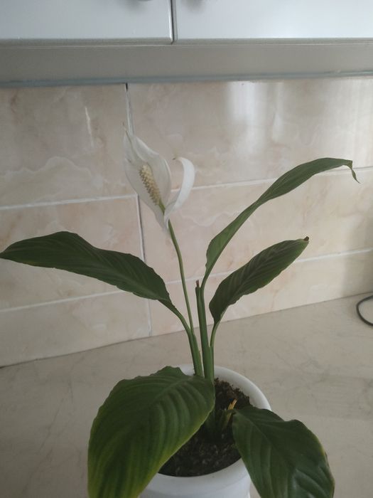 Продаю комнатные растения цветы в горшках