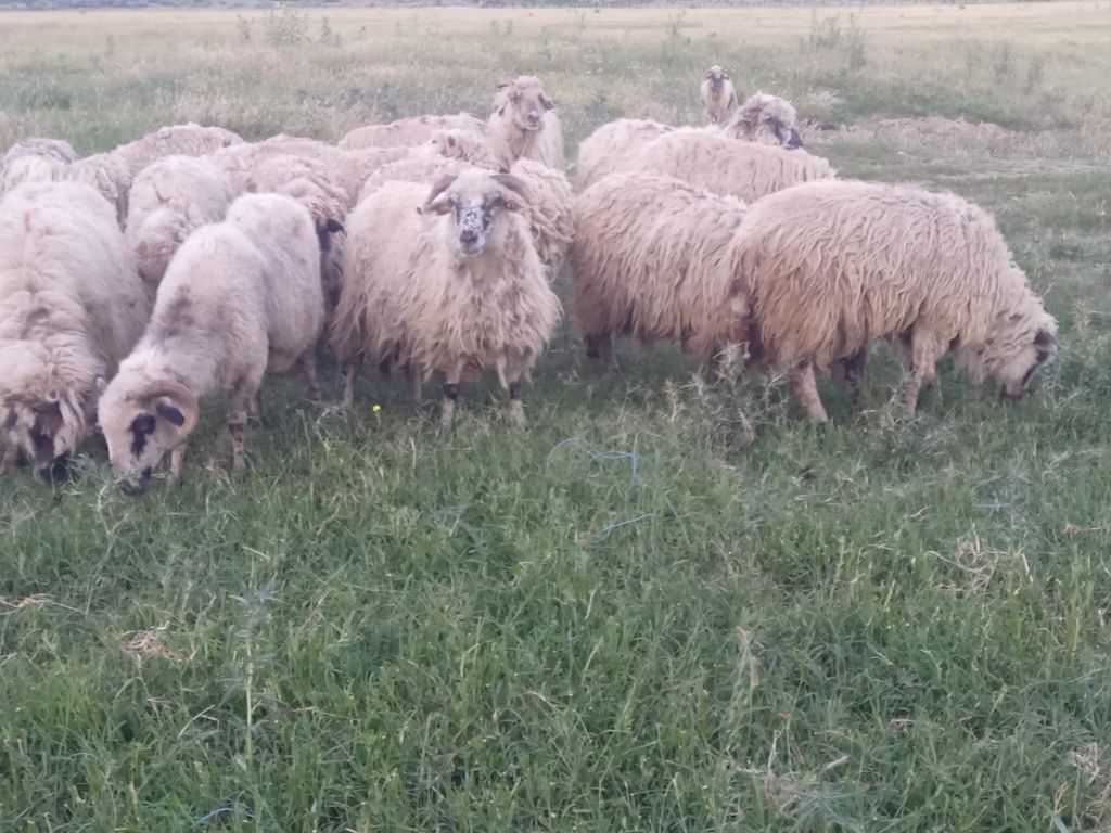 17 oi bătrâne 320 lei