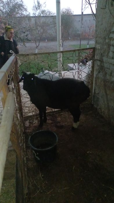 Qazoqi qo'chqor sotiladi uyga boqilgan