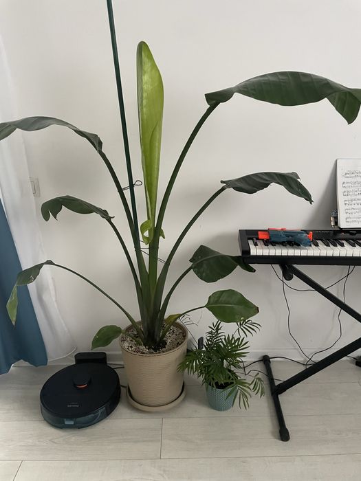 Strelitzia Nicolai planta de vanzare 170cm
